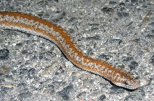Riverside Rosy Boa